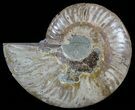 Polished Ammonite Fossil (Half) - Agatized #51772-1